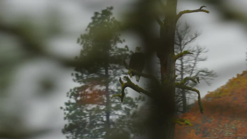 An aerial view of a bald eagle perched on the branch of a tree in a forest of colorful fall season autumn trees on an overcast day
