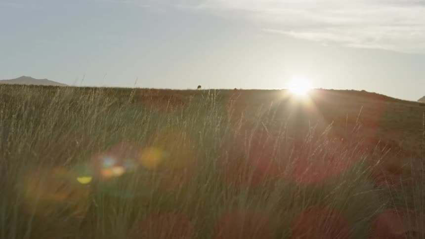 The altiplano with guanacos grazing in early morning golden hour light