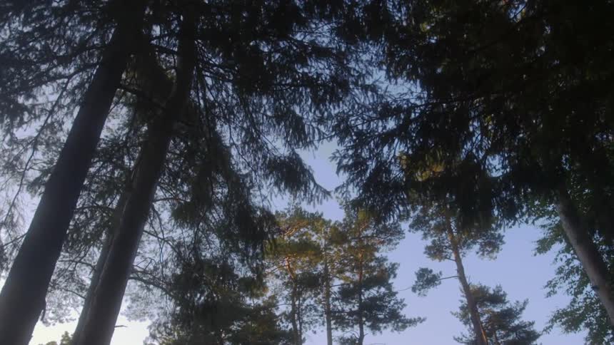 Tall trees looking up towards the sky