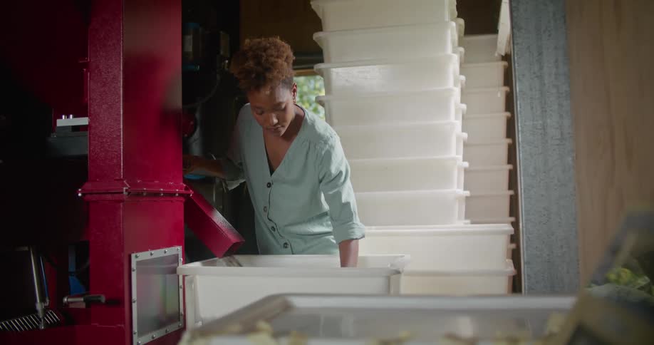 Female worker with curly hair and and turquoise shirt stirs coffee beans in big storage box in coffee warehouse