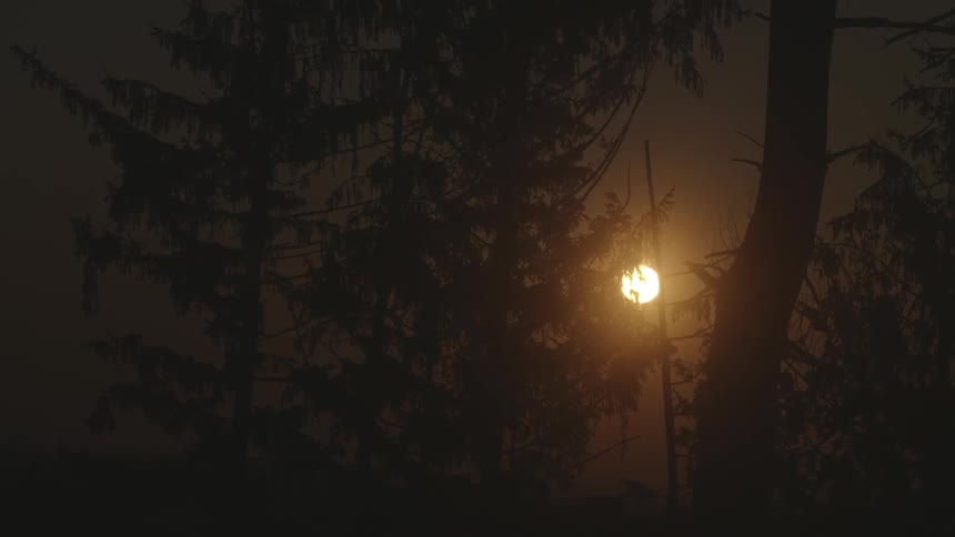 The sun through trees near sunset
