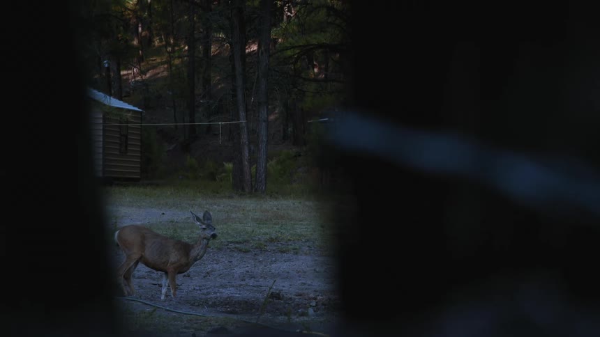 Deer drinks water standing in yard with forest covered slope in background