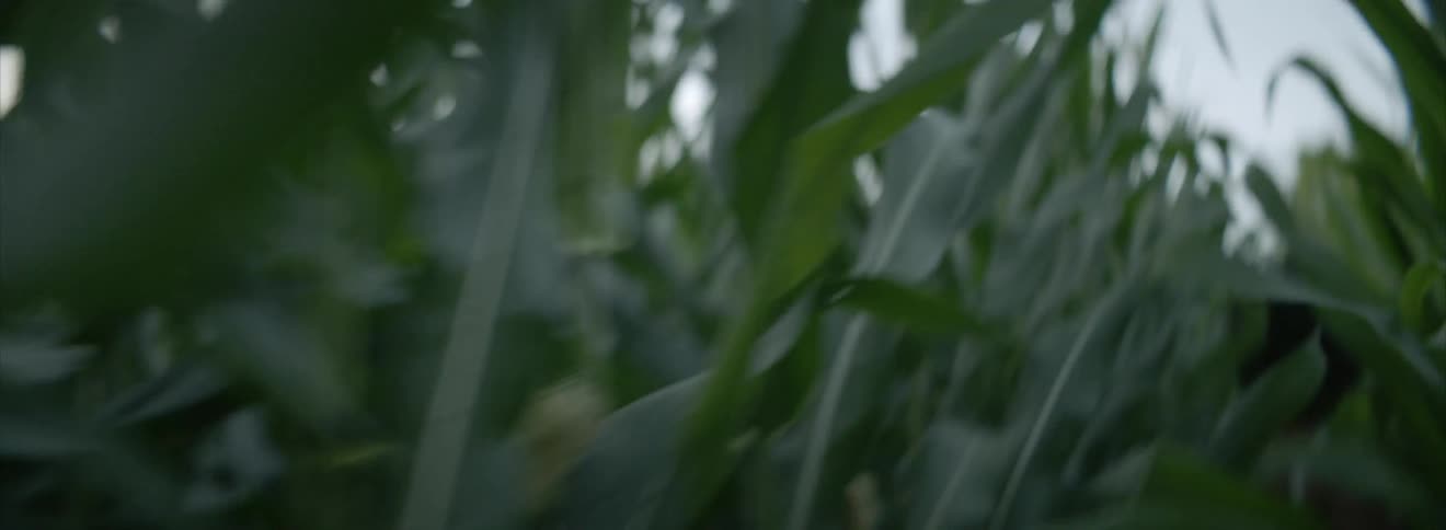 Woman running through a tall cornfield