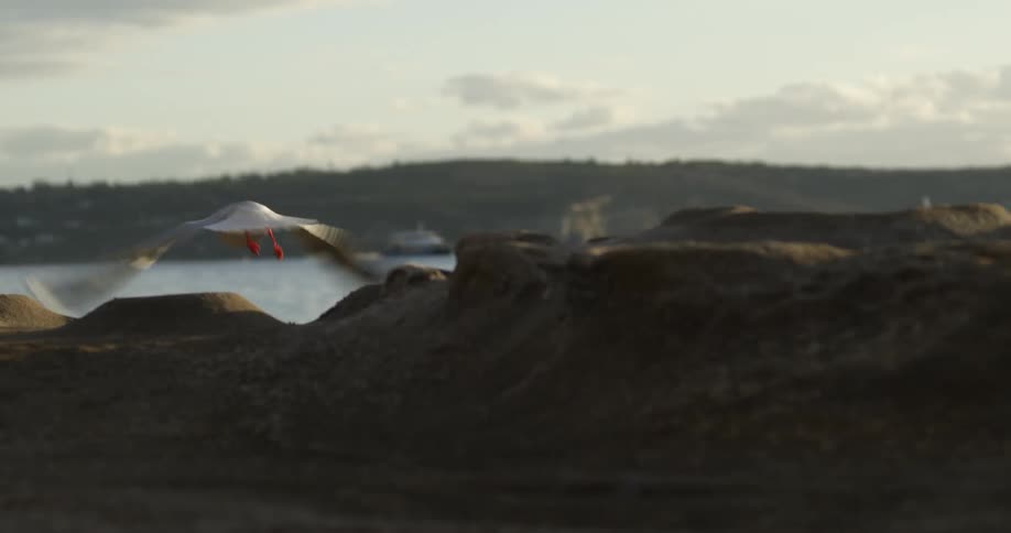 A seagull is sitting on rocks along the coast and flies away
