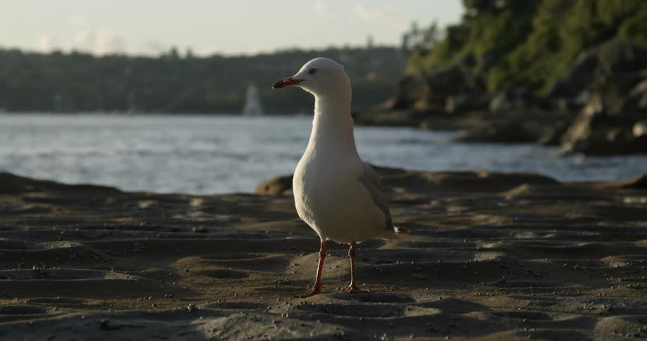 Bird walks back and forth on beach sand