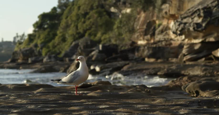 Seagull standing near water