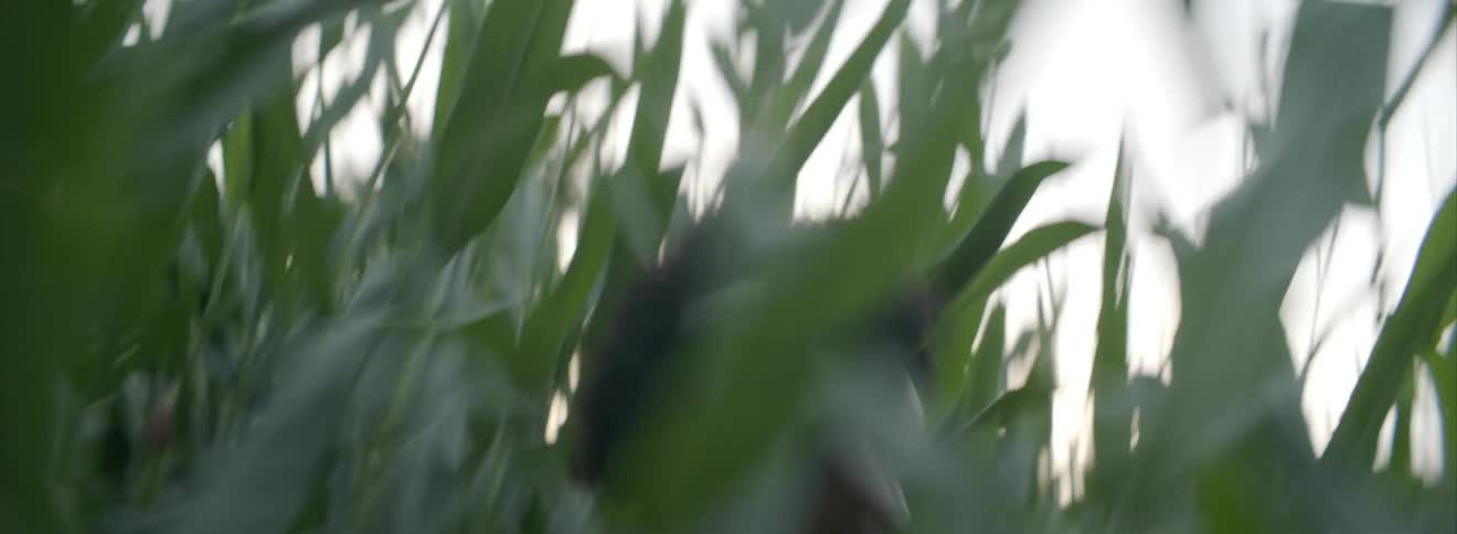 Woman running through a corn field