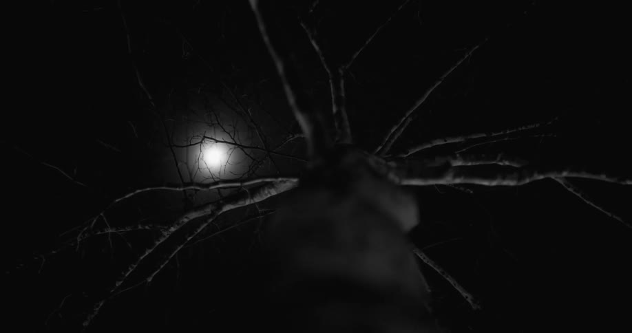 Moonlight is shining through the branches of a tree on a dark night