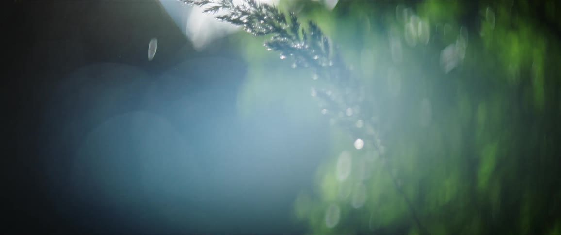 Water is dripping from a plant while outdoors in the rain at night