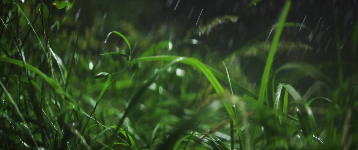 Blades of grass sway in wind during a rain storm at night
