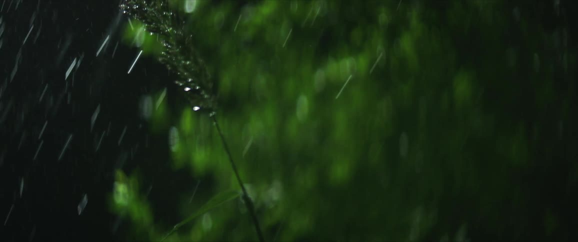 Rain is falling on a plant as it moves in the breeze