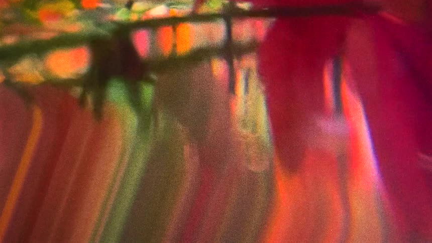 Underwater footage of colorful leafs on the trees outdoors caught on vintage film