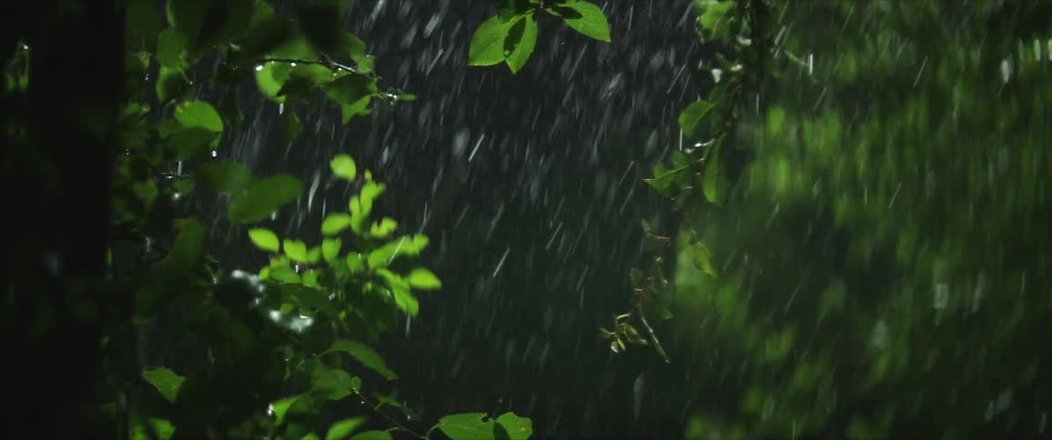 Rain falls onto green leaves at night