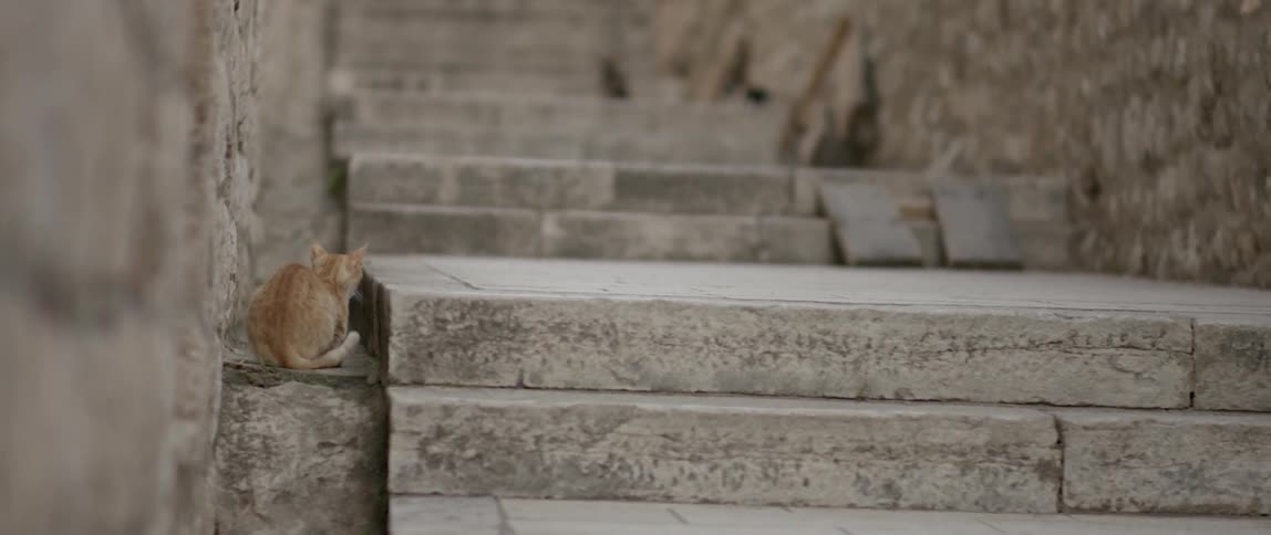 A small cat next to steps