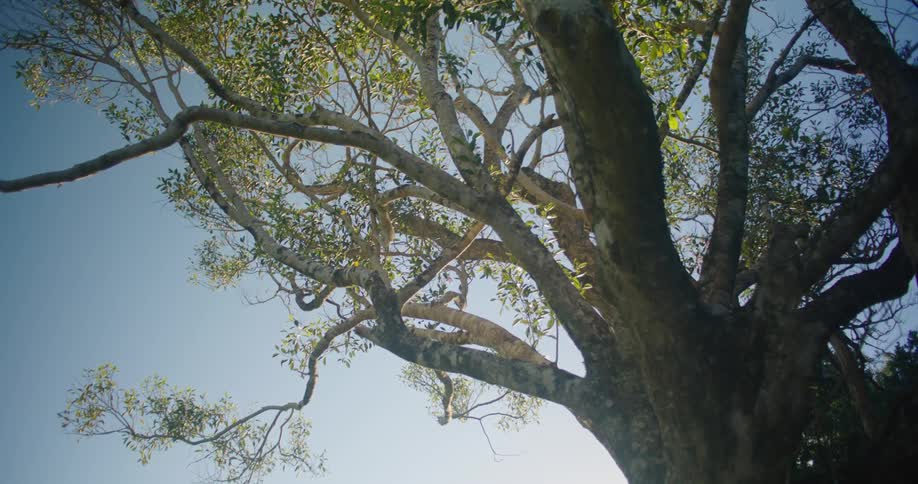 Looking up at a large tree with new leaves growing on a sunny day