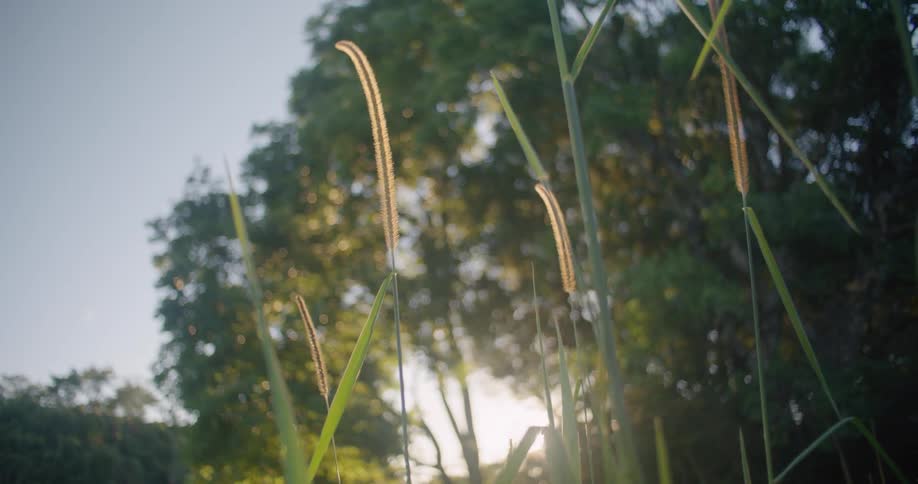 The sun shining down on trees and tall grass outdoors