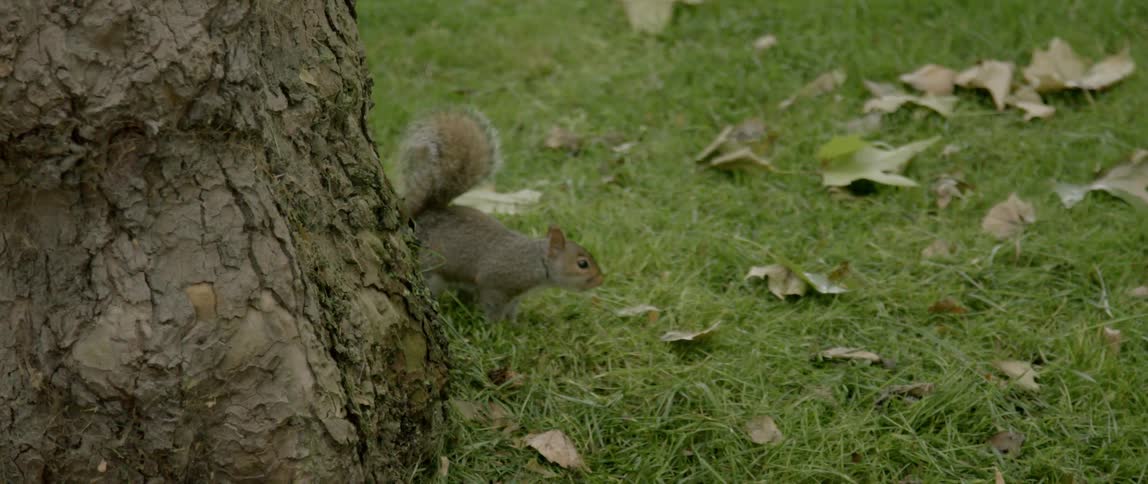 A squirrel looks around by a tree