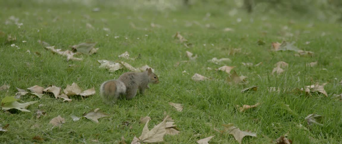 A squirrel on grass on a fall day