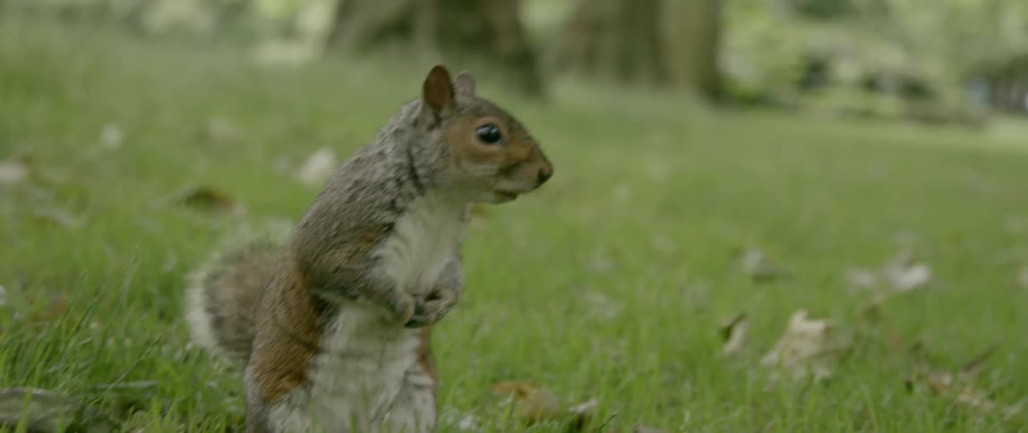 Squirrel standing on its hind legs in a grassy area
