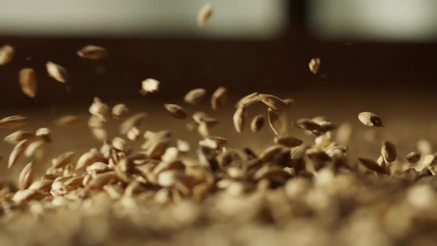 Slow motion shot of malted barley flying with wind