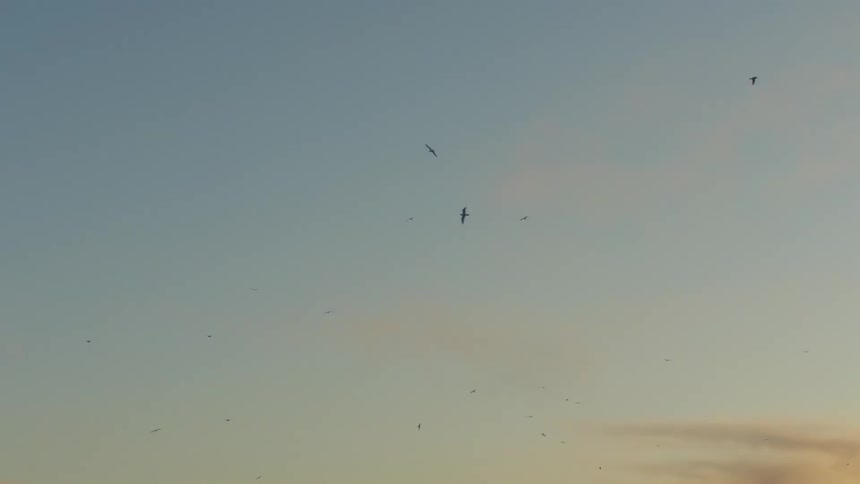 Seagulls fly in the air at dusk