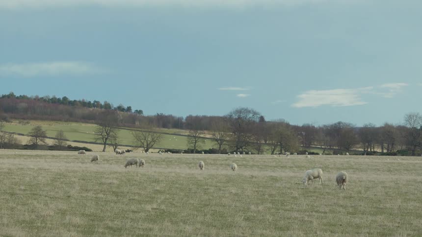 A flock of sheep grazes in the field