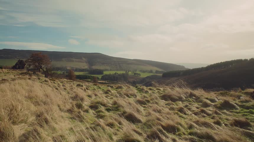 Field of clumped grass blowing in the wind near the hills at sunset