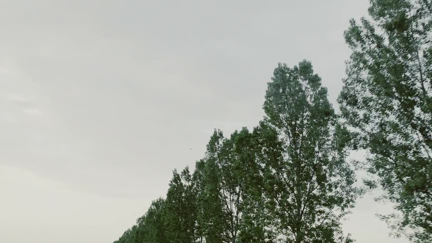 Moving fast past a line of trees on a cloudy day