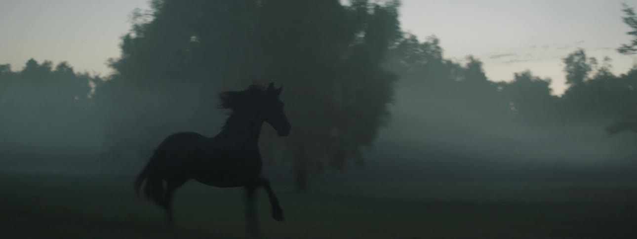 Black horse running forward