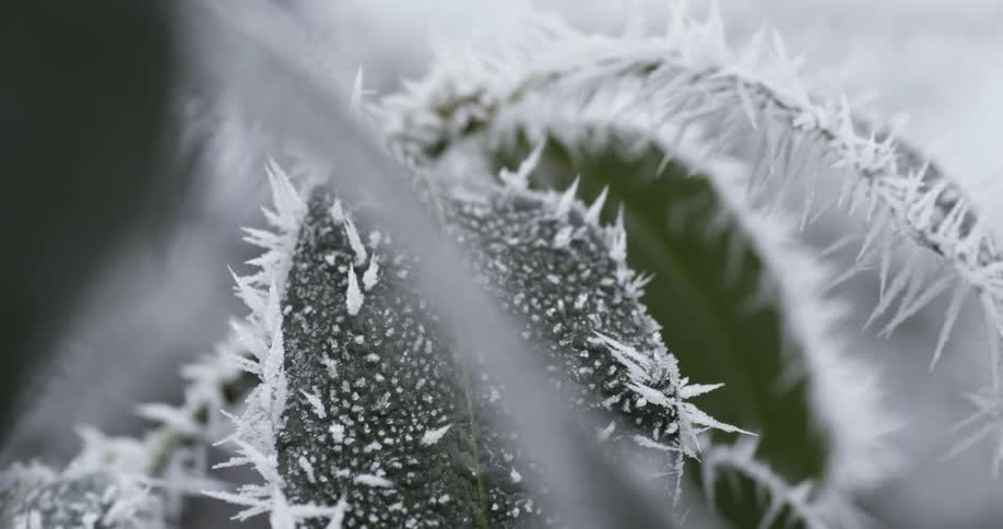 An ice covered bush
