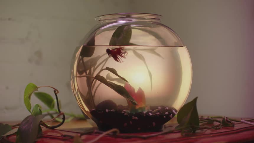 Red betta fish swims in small fish bowl on table decoreated with vines