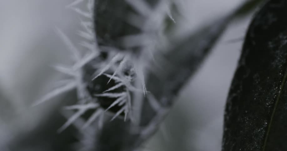 Tiny icicles on leaves