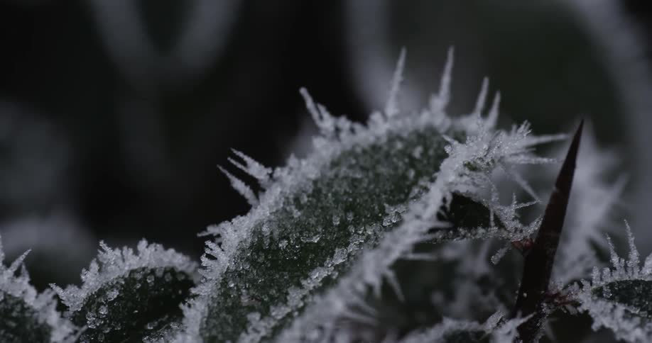 Ice crystals on a leaf