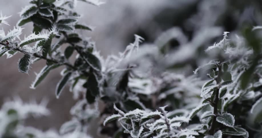 An ice covered bush