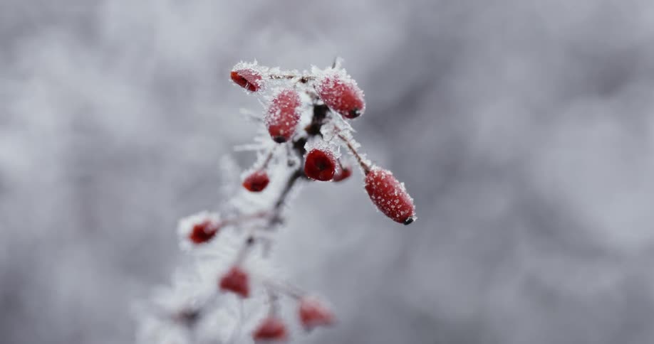 Plants In Winter