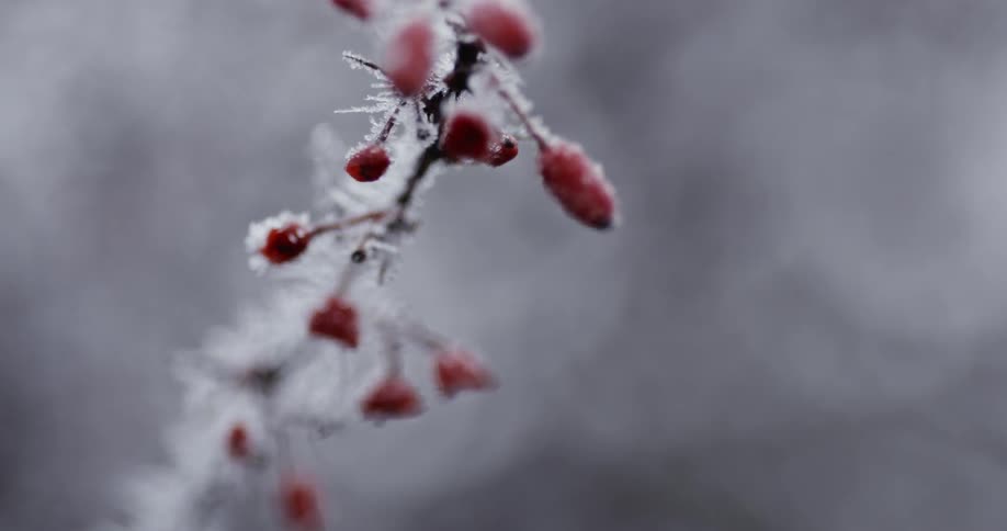 Tiny icicles on twigs and branches