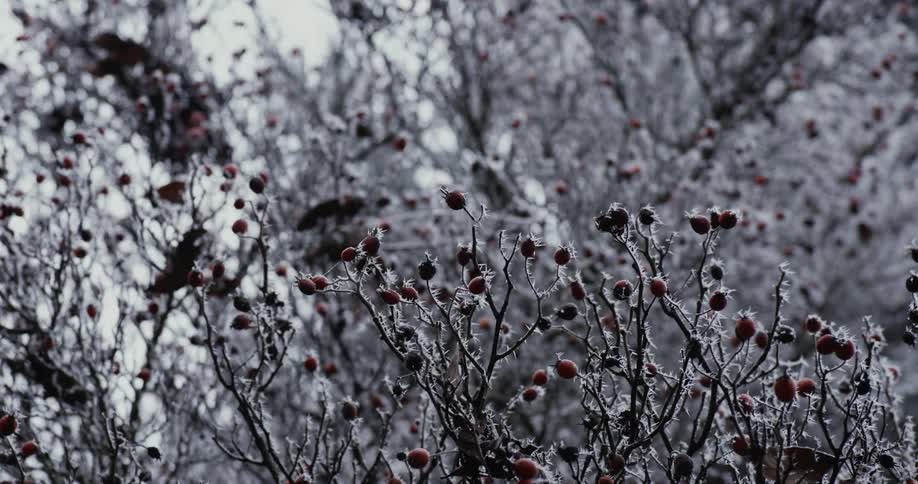 Plants In Winter