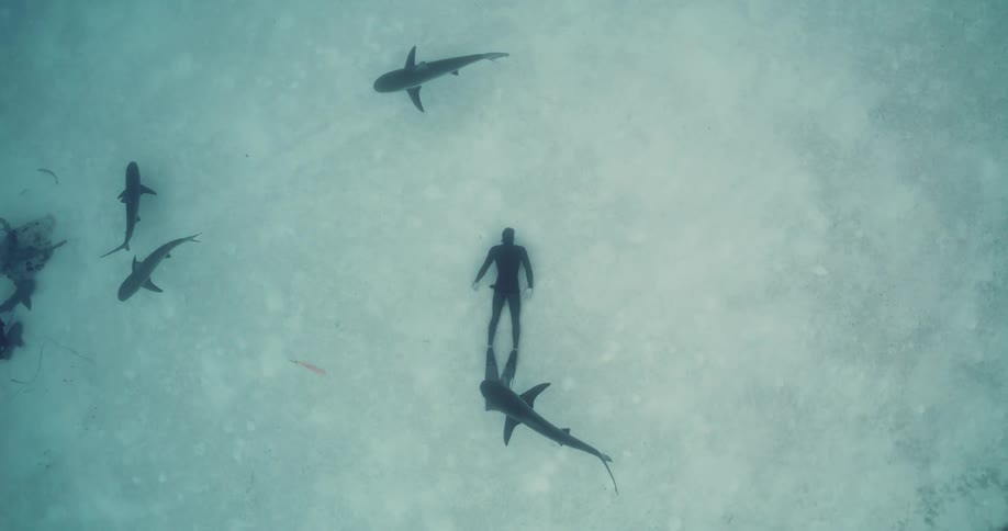 A diver swimming with sharks