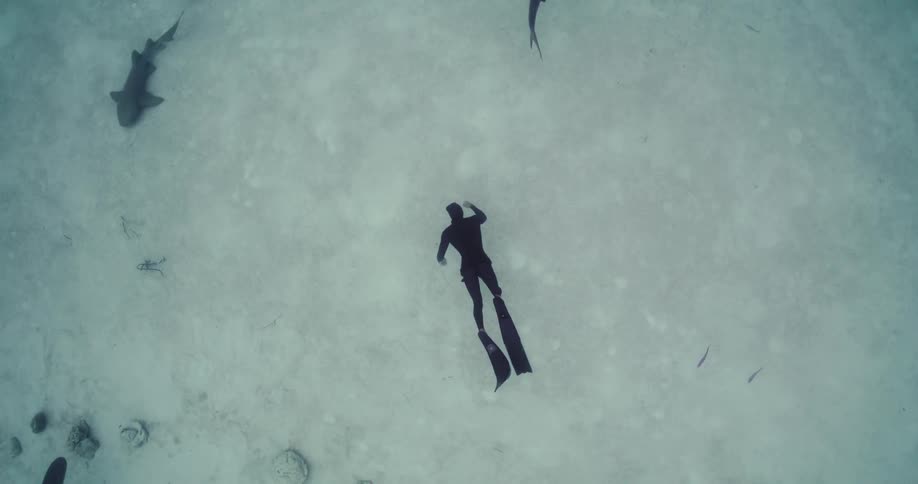 Scuba diver swimming with sharks