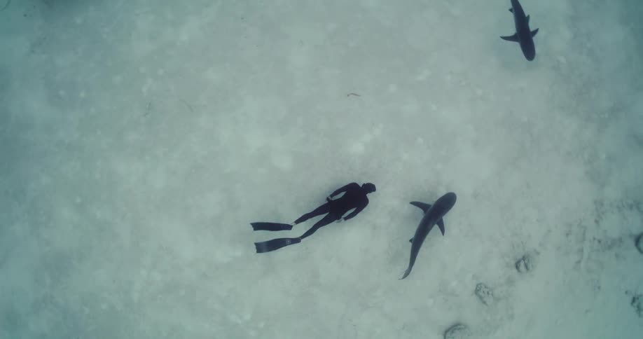 Person scuba diving with sharks