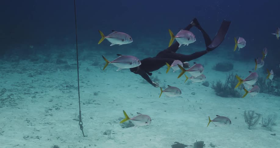 A diver swims under water with fish