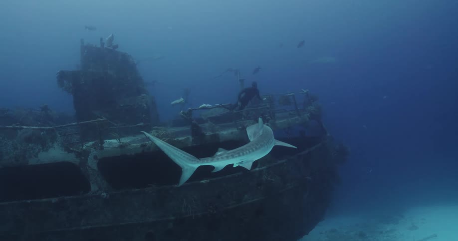 A shark swims near the wreckage of a ship where a diver is swimming