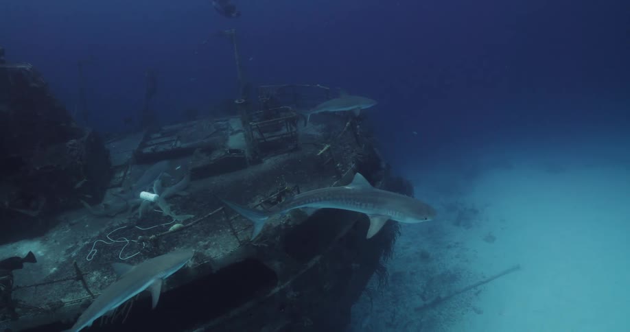 A view of sharks swimming around underwater near a ship
