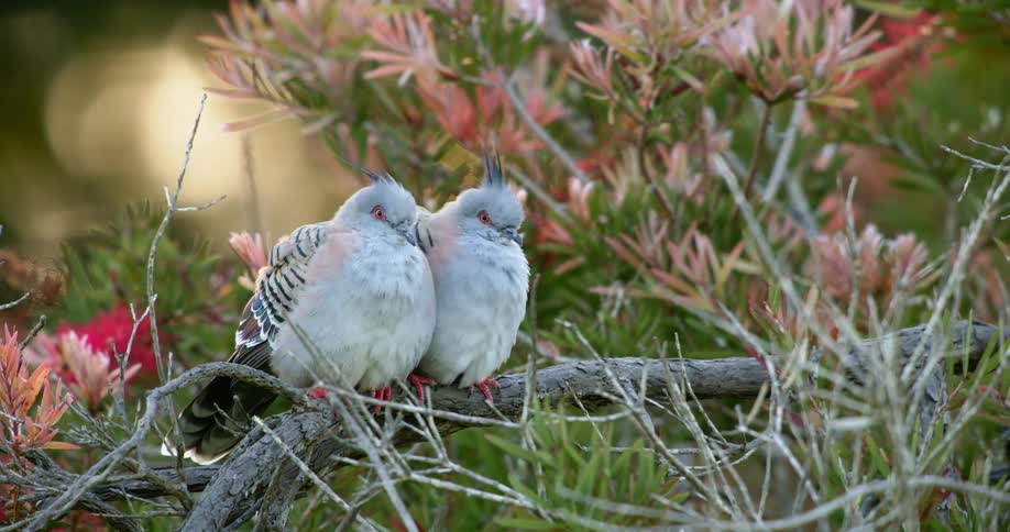 Two doves perch on tree branch side by side