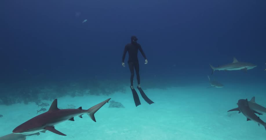 A man diving with sharks swimming around