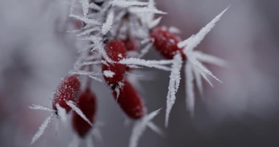 Ice forming on a bush