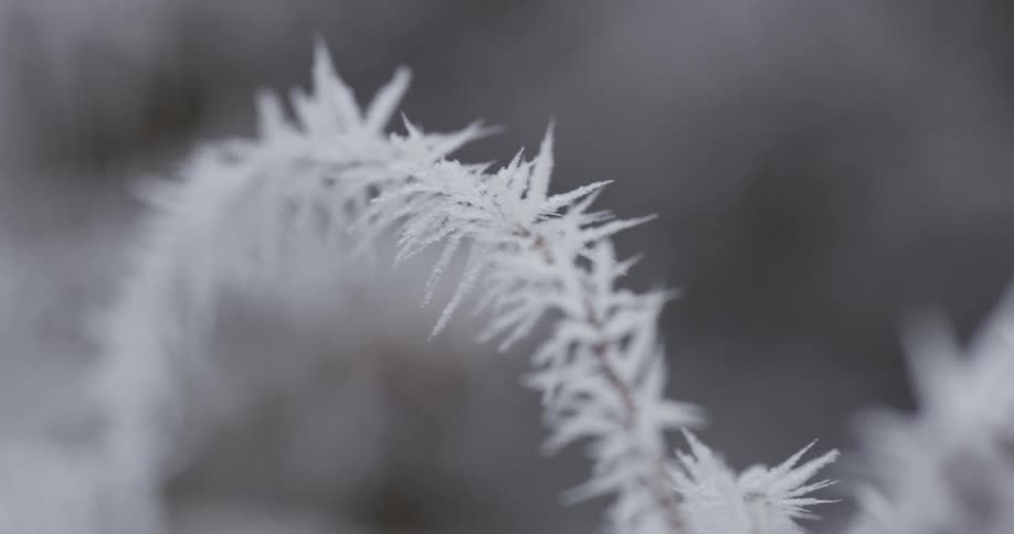 An icy stem of a plant
