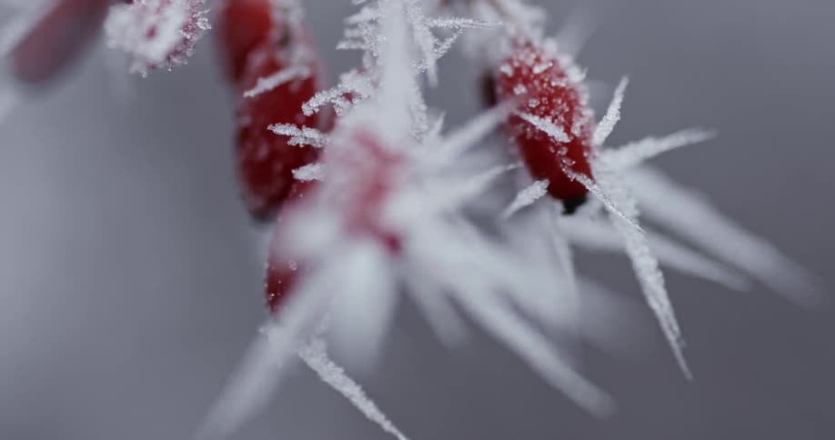 Close up of a branch with berries and ice forming