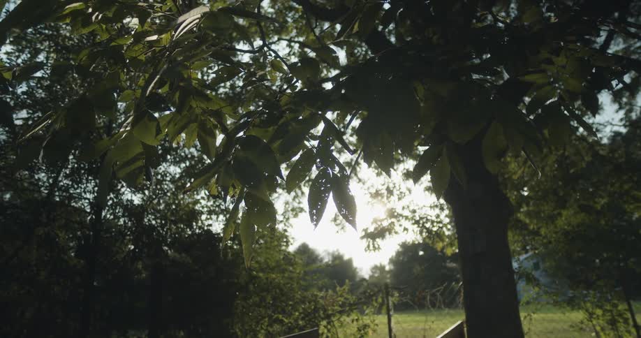 The sun shines through tree in the garden