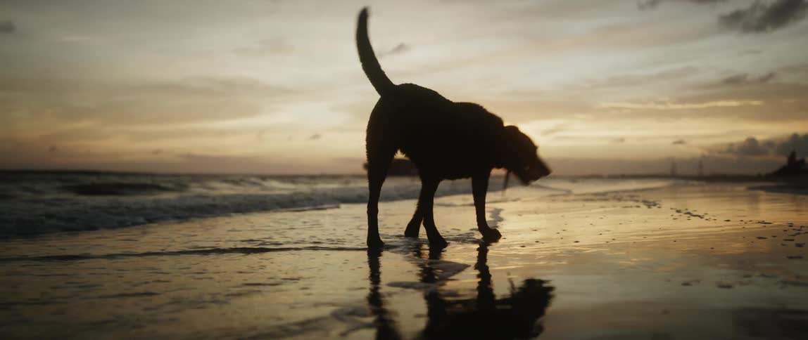 Dog walks across beach and picks up ball that floated in on surf